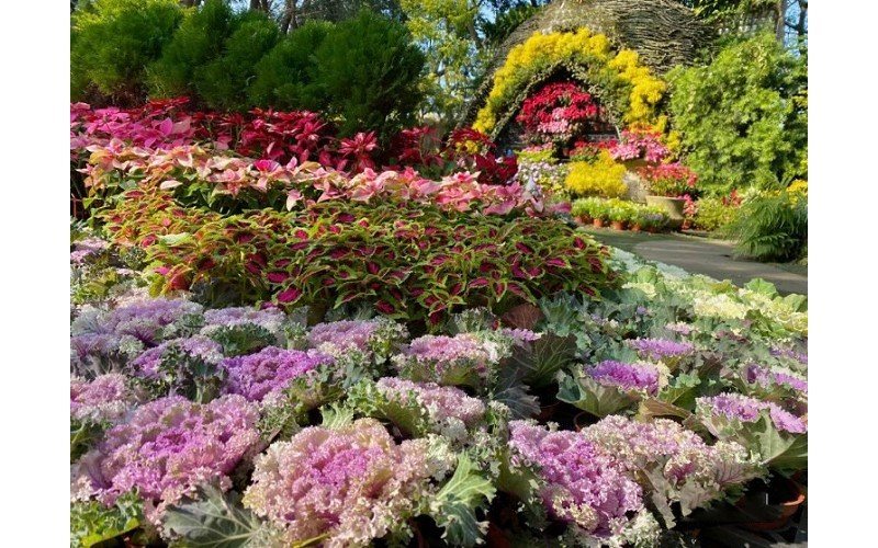 花露農場